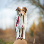 Touch of Leather Leash // Redwine (Small (Length: 55", Width: 0.24"))