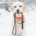 Butter City Leash (Small (Length 55", Width: 0.4"))