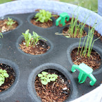 GYO Herbs // Seedsheet + Garden Container