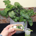 GYO Tacos // Seedsheet + Garden Container