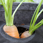 GYO Hot Sauce // Seedsheet + Garden Container