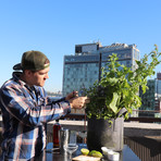 GYO Cocktails // Seedsheet + Garden Container