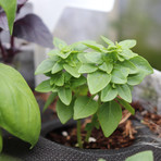 GYO Pesto // Seedsheet + Garden Container