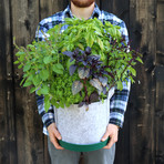 GYO Pesto // Seedsheet + Garden Container