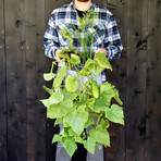 GYO Pickle // Seedsheet + Garden Container