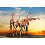 Giraffes