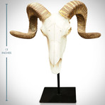 Ram Head // Folk Art Display