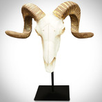 Ram Head // Folk Art Display