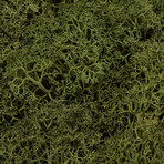 Wall Moss // Dark Green