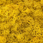 Wall Moss // Yellow