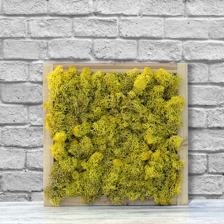 Wall Moss // Yellow