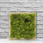 Wall Moss // May Green