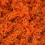 Wall Moss // Orange