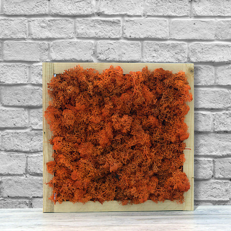 Wall Moss // Orange