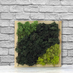 Wall Moss // Three Green