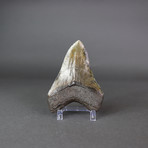 Megalodon Shark Tooth + Pyrite Inlay // 4.5"