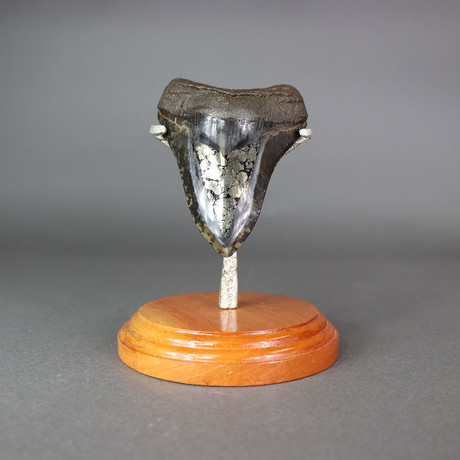 Megalodon Shark Tooth + Pyrite Inlay // 4.5"