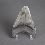 Megalodon Shark Tooth