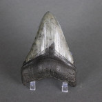 Megalodon Shark Tooth