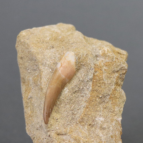 Fossilized Plesiosaur Tooth