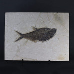Fossilized Fish // Diplomystus (15.75"L)