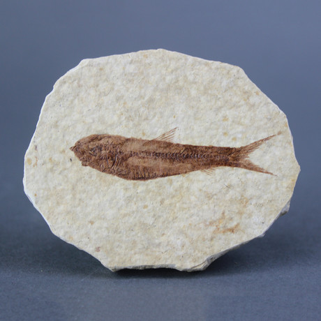 Fossilized Knightia Fish