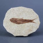 Fossilized Knightia Fish