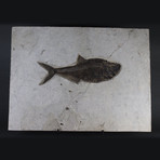 Fossilized Fish // Diplomystus (15.75"L)