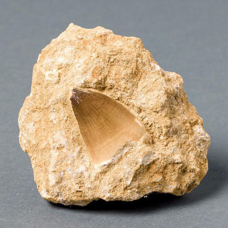 Mosasaur Tooth In Phosphate Rock