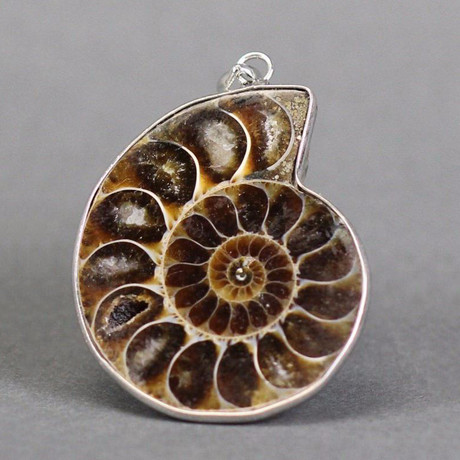 Ammonite Fossil Pendant (Dark)