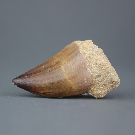 Mosasaur Tooth (1"-1.5"L)