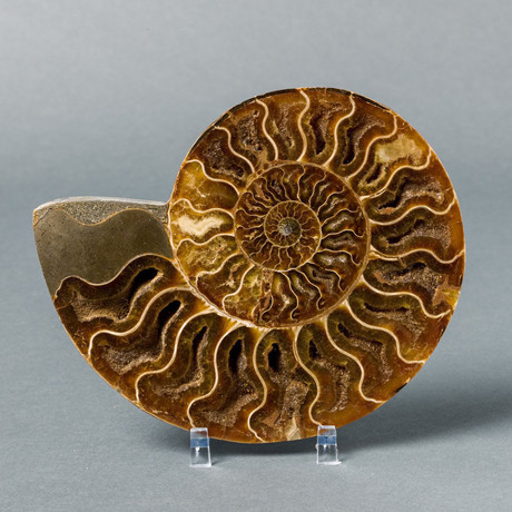 Ammonite Fossil (2.75"-3.5")