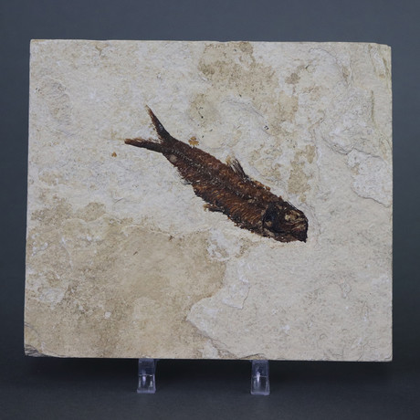 Fossilized Fish (3.5"-3.6"L)