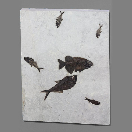 Fossilized Fish Mural // Phareodus