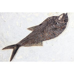 Fossilized Fish Mural // Phareodus