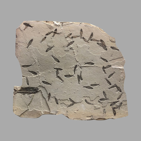 Fossilized Fish Mural // Knightia