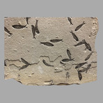 Fossilized Fish Mural // Knightia