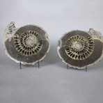 Pyritized Ammonite Pair