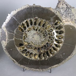 Pyritized Ammonite Pair