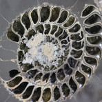 Pyritized Ammonite Pair