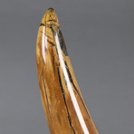 Woolly Mammoth Tusk from Siberia