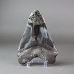Megalodon Shark Tooth + Pyrite Inlay // 6.25"