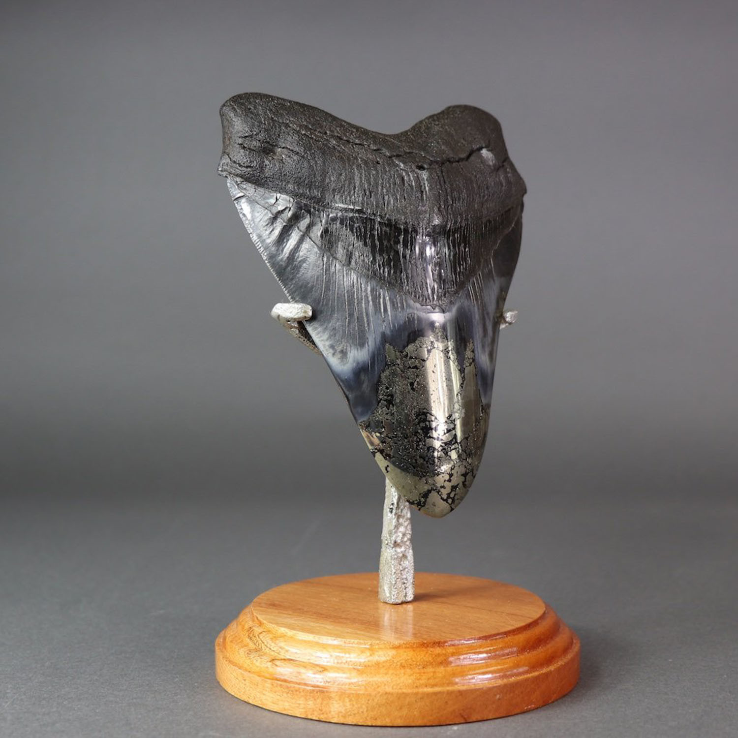 Megalodon Shark Tooth + Pyrite Inlay // 6.25