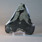 Megalodon Shark Tooth + Pyrite Inlay // 6.2"