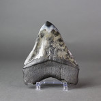 Megalodon Shark Tooth + Pyrite Inlay // 5"