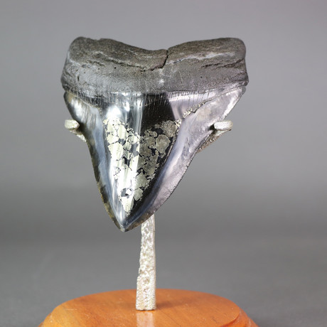 Megalodon Shark Tooth + Pyrite Inlay // 5"
