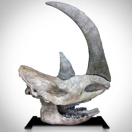 Woolly Rhino Authentic Ice Age Fossil Skull + Display Stand