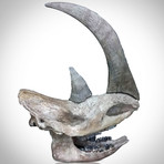 Woolly Rhino Authentic Ice Age Fossil Skull + Display Stand