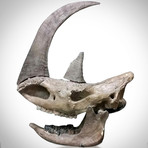 Woolly Rhino Authentic Ice Age Fossil Skull + Display Stand