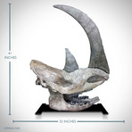 Woolly Rhino Authentic Ice Age Fossil Skull + Display Stand